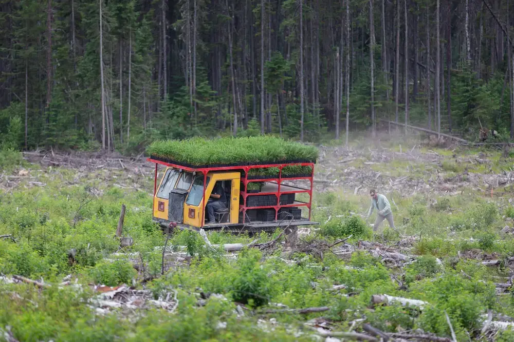 Trees being planted